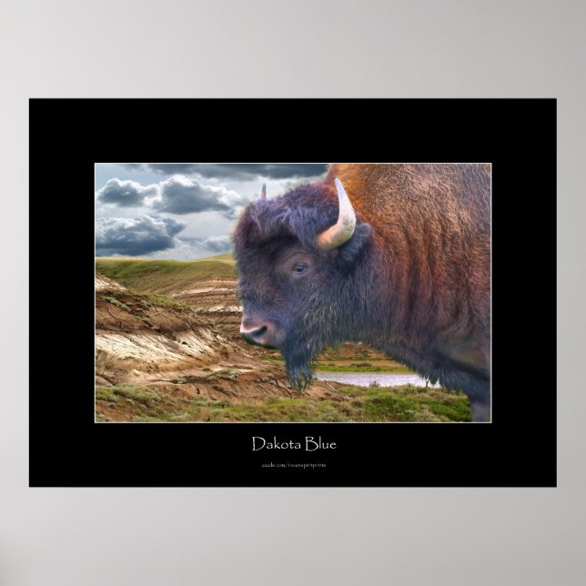 Póster Wildlife Plains Búfalo Wildlife Art (Frente)