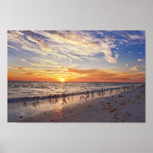 Póster Willets en Florida Beach at Sunset