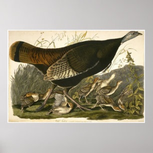 Póster William Lizars Wild Turkey