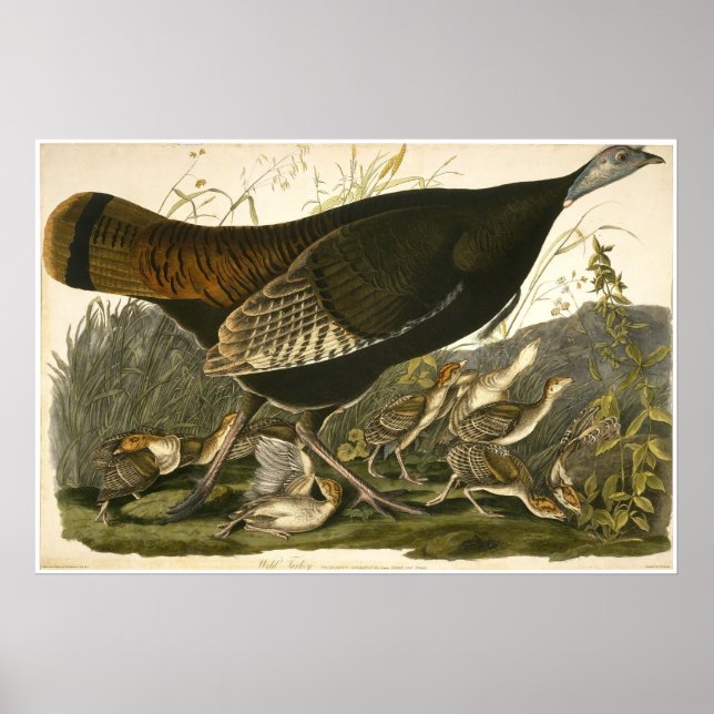 Póster William Lizars Wild Turkey (Frente)