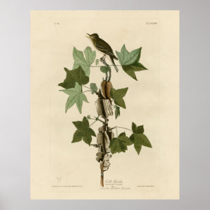 Póster Willow Flycatcher - Las aves de América de Audubon