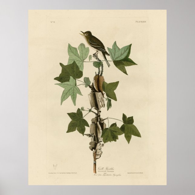 Póster Willow Flycatcher - Las aves de América de Audubon (Frente)