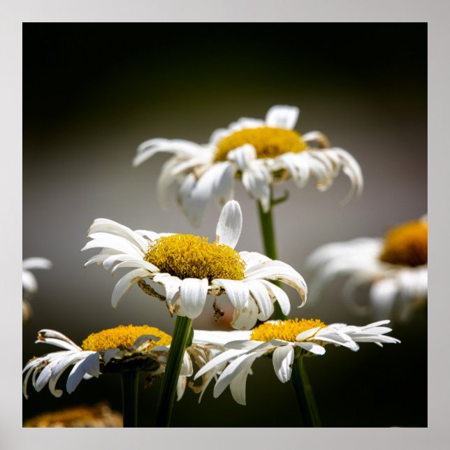 Póster Wilted (Frente)