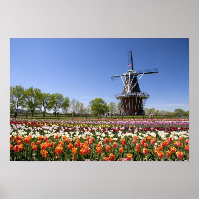 Póster Windmill Island park with tulips in bloom at (Frente)