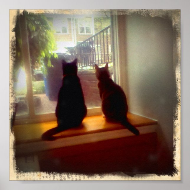 Póster Windows Gazing Kitties (Frente)