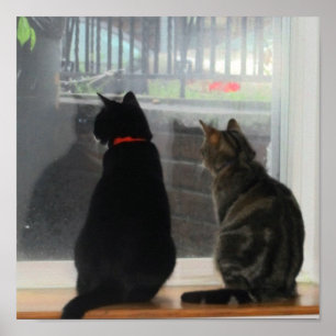 Póster Windows Gazing Kitties