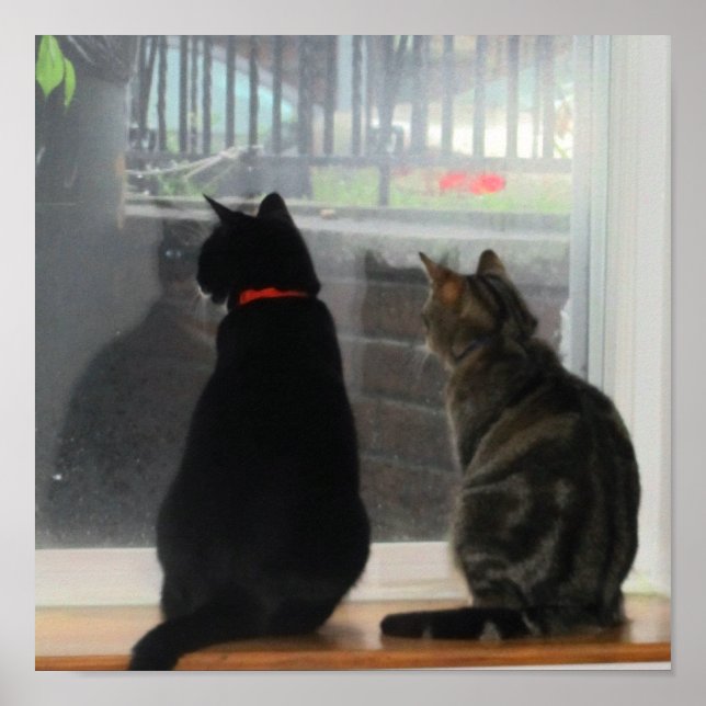 Póster Windows Gazing Kitties (Frente)