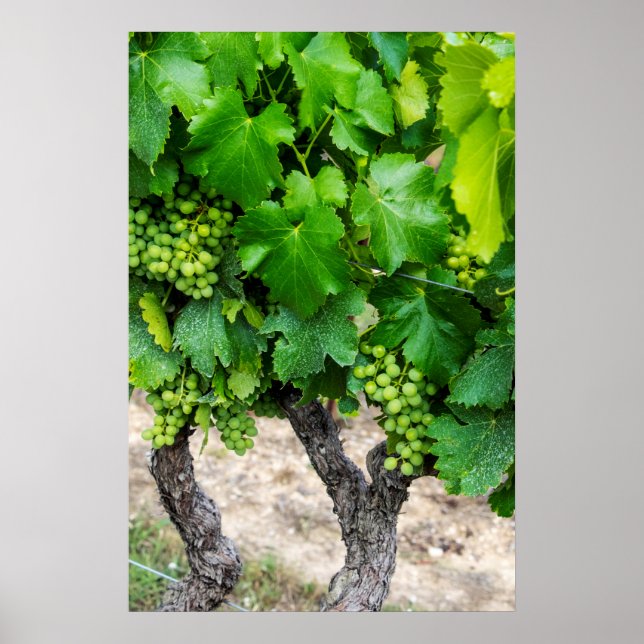Póster Wine Grapes Growing, France (Frente)