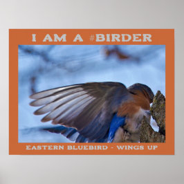 Póster Wings Up Eastern Bluebird Birder