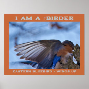 Póster Wings Up Eastern Bluebird Birder