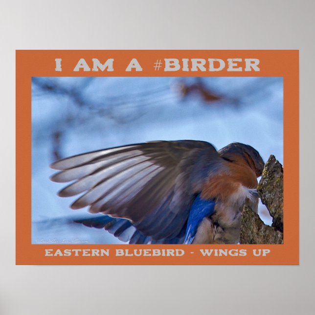 Póster Wings Up Eastern Bluebird Birder (Frente)