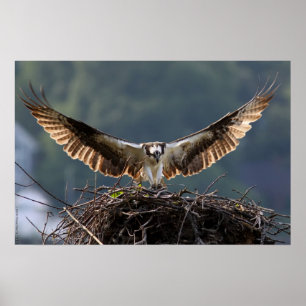 Póster Wingspan