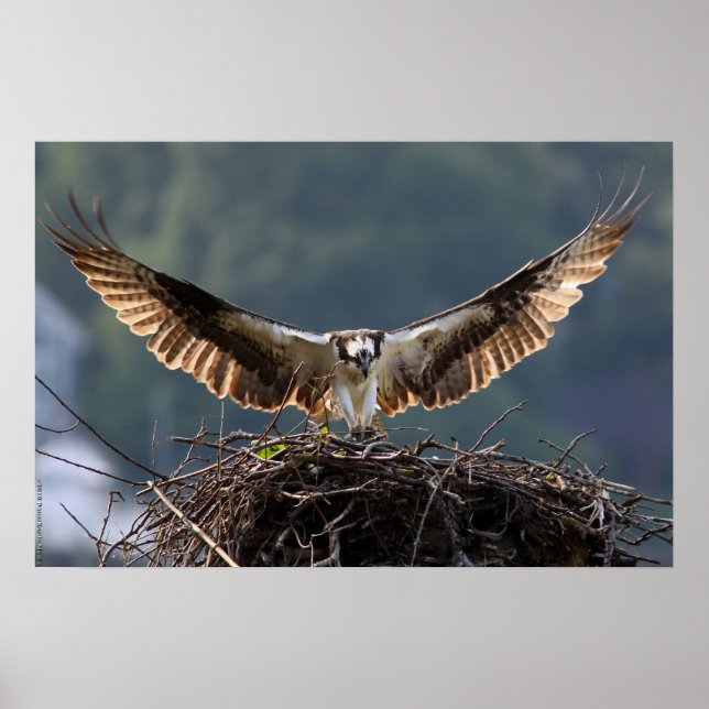Póster Wingspan (Frente)