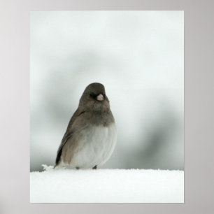 Póster Winter Bird