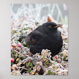 Póster Winter Blackbird