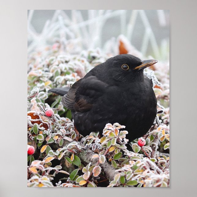 Póster Winter Blackbird (Frente)