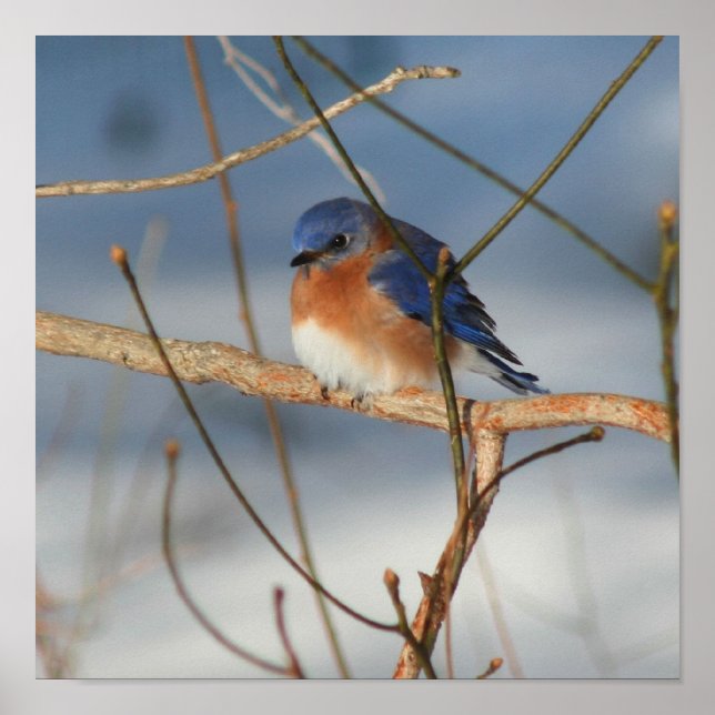 Póster Winter Bluebird (Frente)