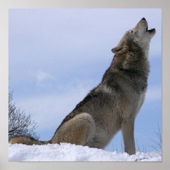 Póster Winter Gray Wolf Howling (Frente)