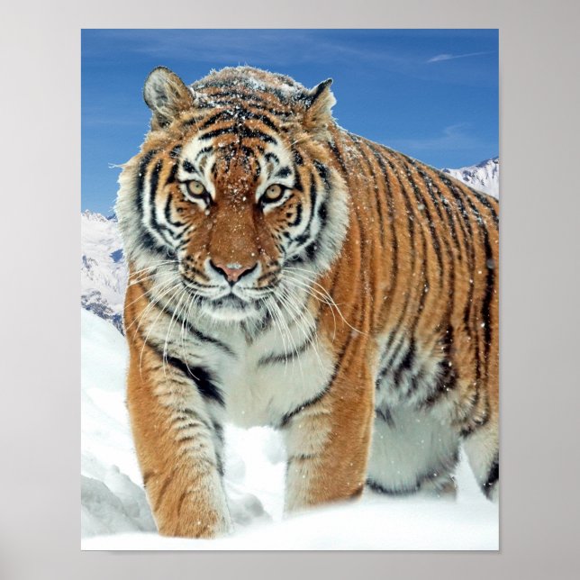Póster Winter Nature Photo Tiger Snow Mountains Poster (Frente)