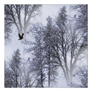 Póster Winter Raven.