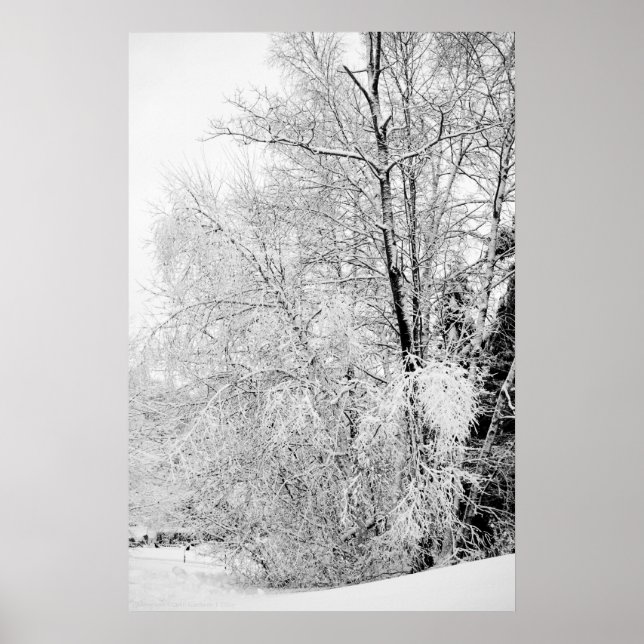 Póster Winter Whites (Frente)
