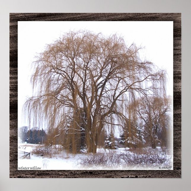 Póster Winter Willow (Frente)