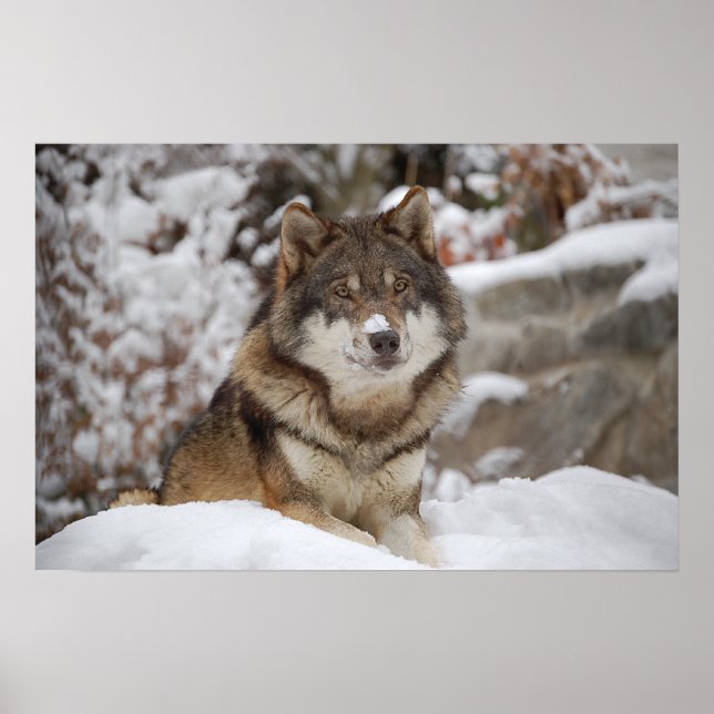 Póster Winter Wolf (Frente)