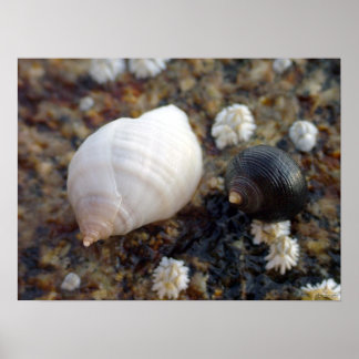 Póster Winterhaven Seasnails