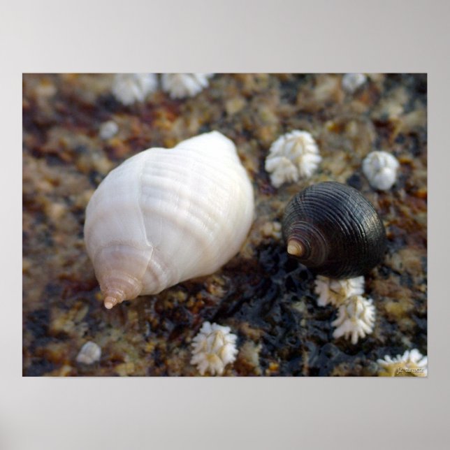 Póster Winterhaven Seasnails (Frente)