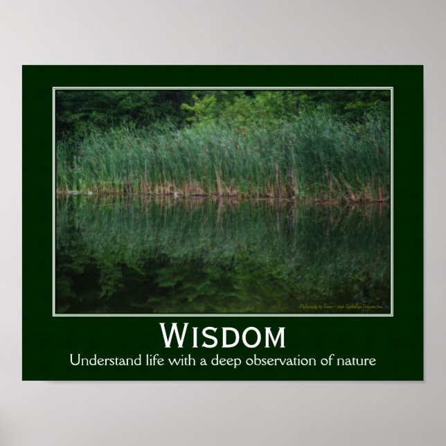 Póster Wisdom Quote Cattails In Pond Inspirational (Frente)