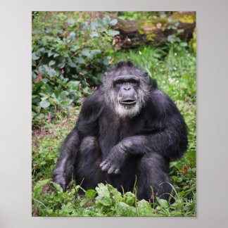 Póster Wise Chimpanzee Poster