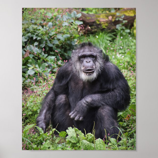 Póster Wise Chimpanzee Poster (Frente)