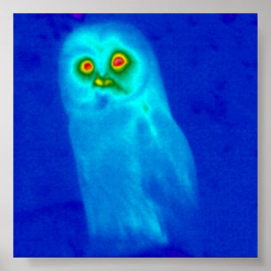 Póster wise owl