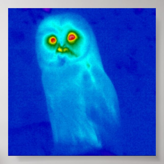 Póster wise owl (Frente)