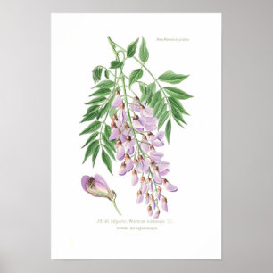 Póster Wisteria