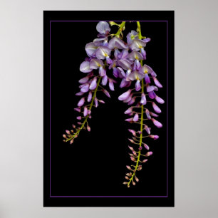 Póster Wisteria