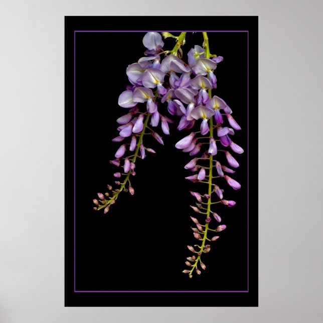 Póster Wisteria (Frente)