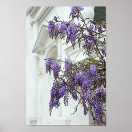Póster Wisteria, Antigua Iglesia, Charleston, Carolina de