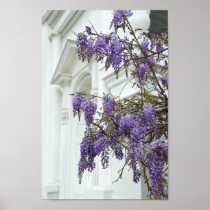 Póster Wisteria, Antigua Iglesia, Charleston, Carolina de