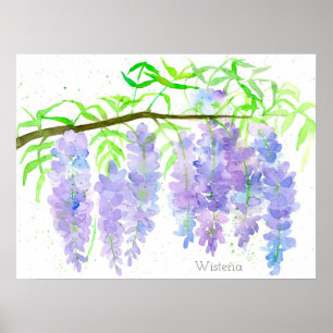 Póster Wisteria Blooming Rama de árbol acuático Botánica