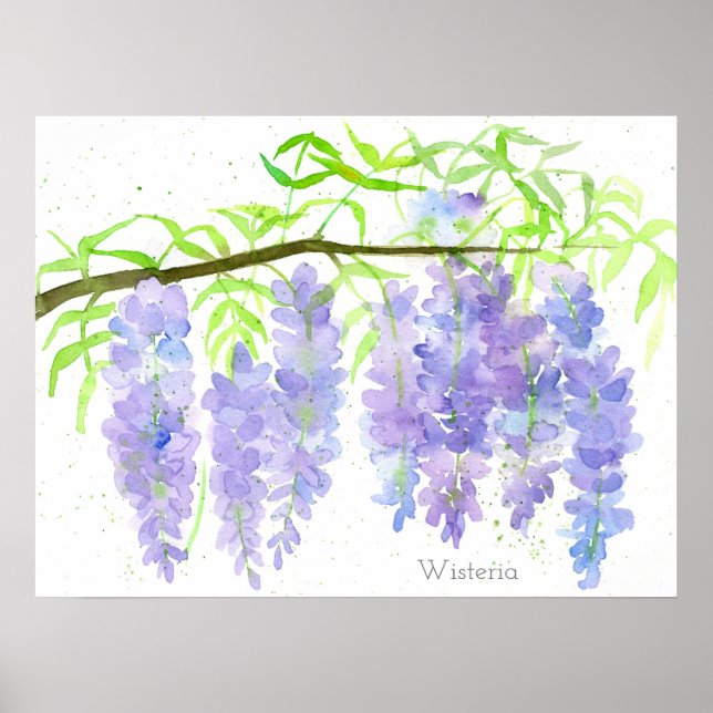 Póster Wisteria Blooming Rama de árbol acuático Botánica (Frente)