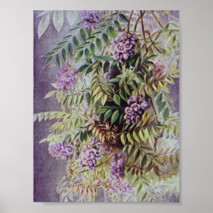 Póster Wisteria estadounidense vintage Morple Flowers Flo