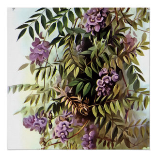 Póster Wisteria Frutescens Pintura de arte botánico