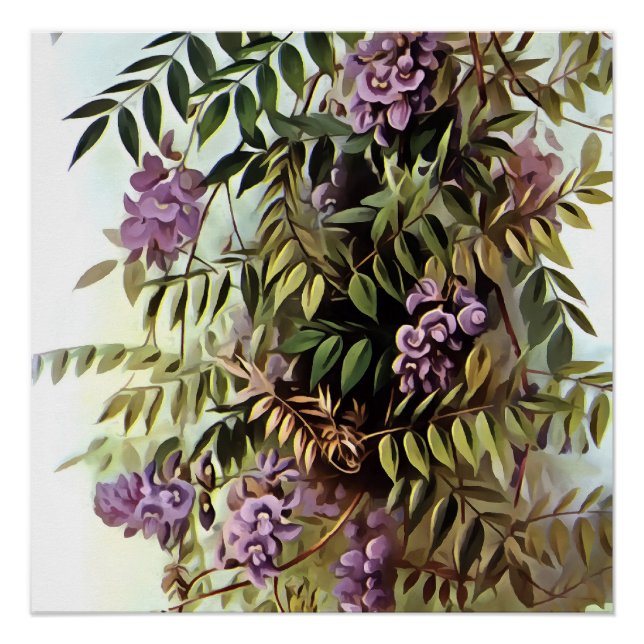 Póster Wisteria Frutescens Pintura de arte botánico (Anverso)