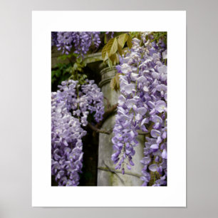 Póster Wisteria Poster