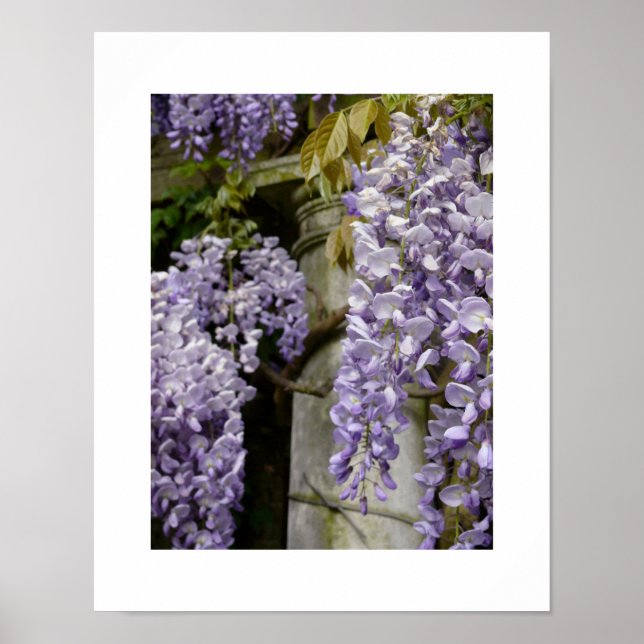 Póster Wisteria Poster (Frente)