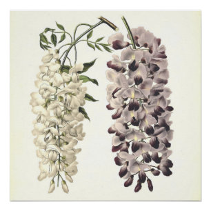 Póster Wisteria Sinensis Arte Botánico Aislado En Blanco