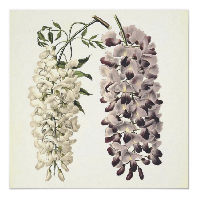 Póster Wisteria Sinensis Arte Botánico Aislado En Blanco (Anverso)