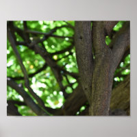 Wisteria Verde Fotografía de la naturaleza del árb