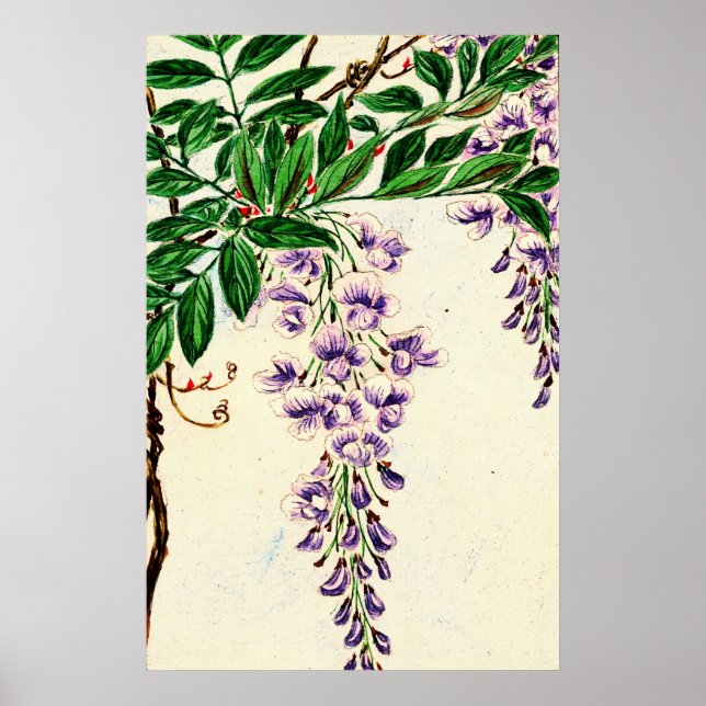 Póster Wisteria Vine Blooms 1870 (Frente)